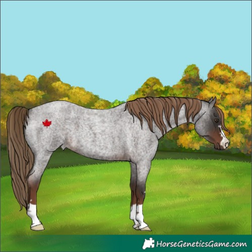 Horse Color:Liver Red Roan 