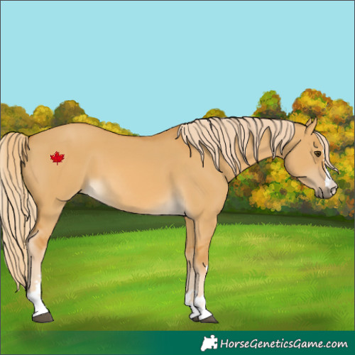 Horse Color:Palomino Dun 