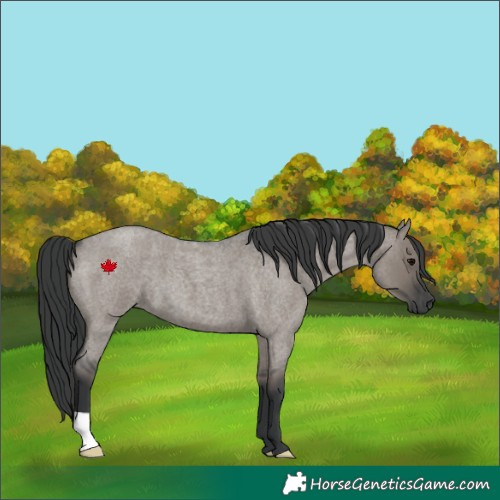 Horse Color:Grullo Roan 