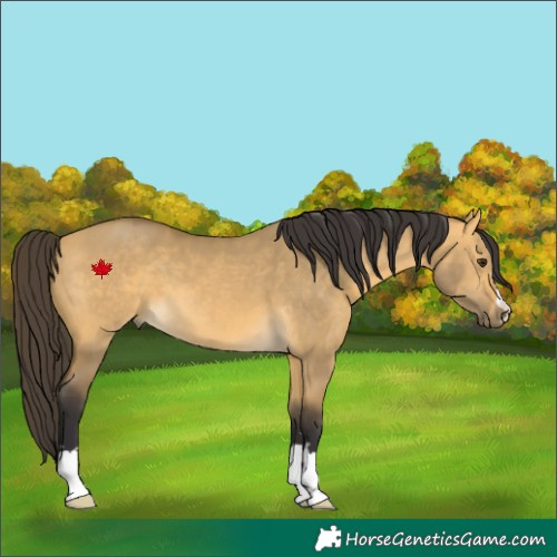 Horse Color:Buckskin Dun 