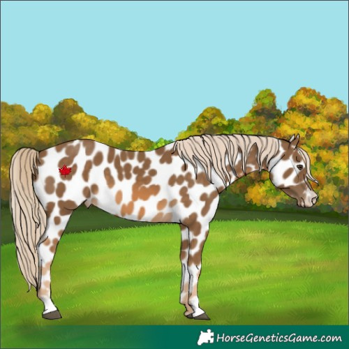 Horse Color:Chocolate Palomino Near Leopard 