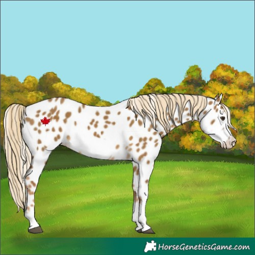 Horse Color:Chocolate Palomino Dun Frame Appaloosa 