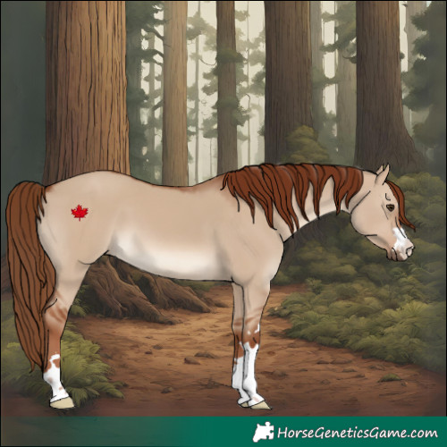 Horse Color:Red Dun 