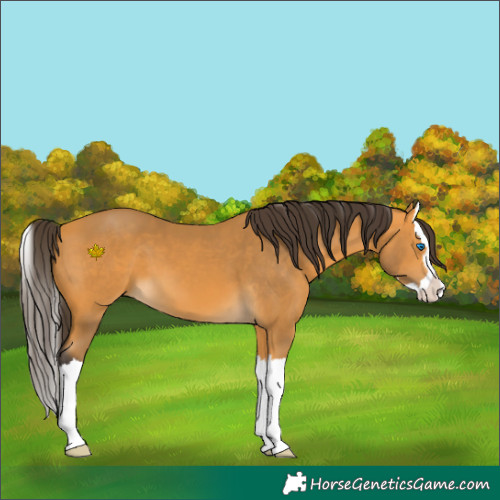 Horse Color:Buckskin Splash