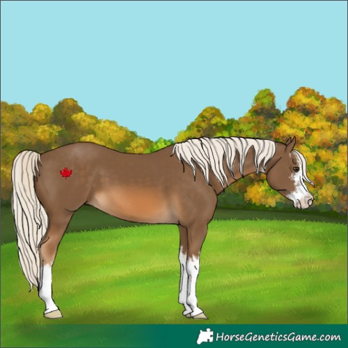Horse Color:White Spotted Chocolate Palomino