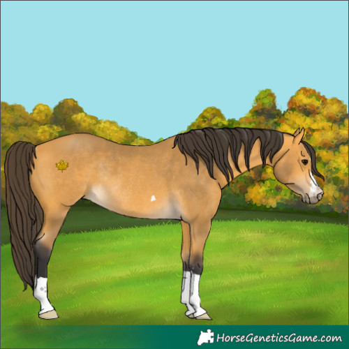 Horse Color:Buckskin Rabicano 