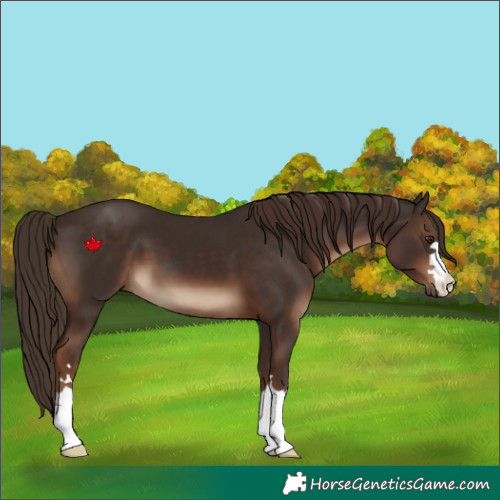 Horse Color:Liver Chestnut 