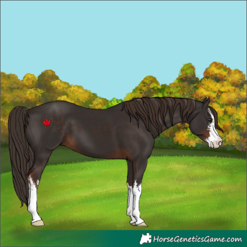 Horse Color:White Spotted Liver Chestnut 