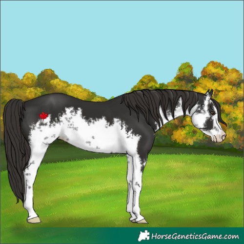 Horse Color:White Spotted Liver Chestnut 