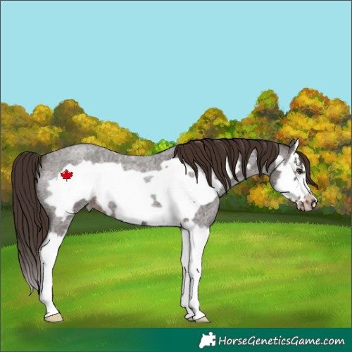 Horse Color:Liver Red Roan Splash Frame