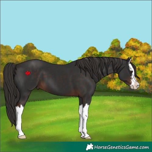 Horse Color:White Spotted Liver Chestnut Splash 