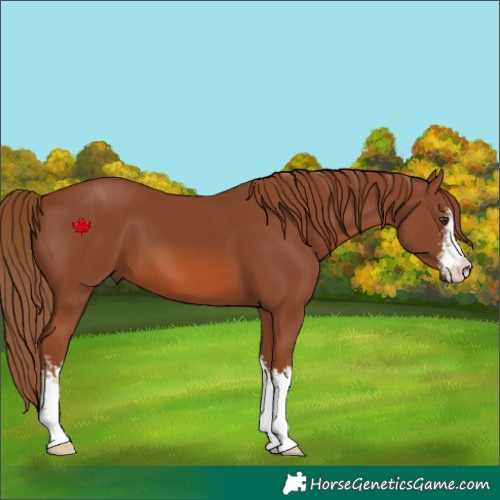 Horse Color:White Spotted Chestnut 