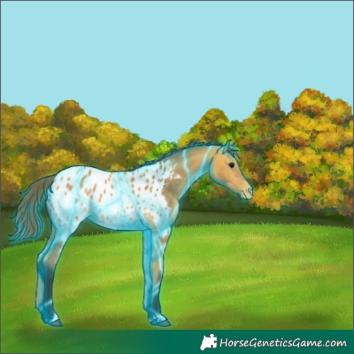 Horse Color:Thunderstruck Buckskin Near Leopard 