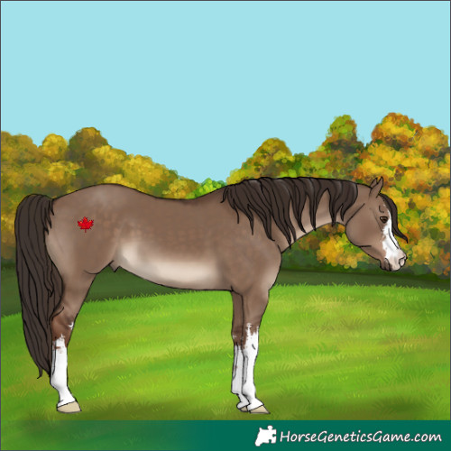Horse Color:White Spotted Liver Red Dun 