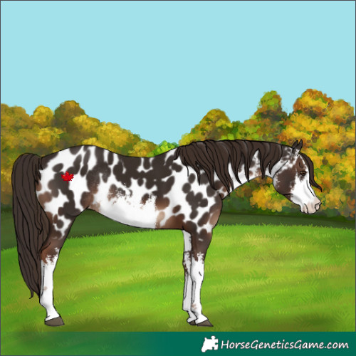 Horse Color:White Spotted Liver Chestnut Near Leopard Rabicano 
