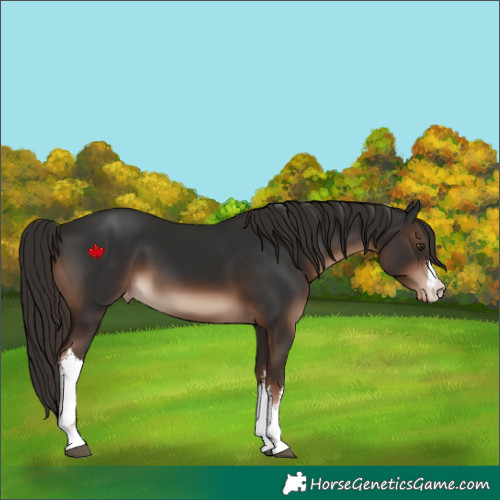 Horse Color:White Spotted Liver Chestnut Appaloosa 