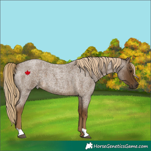 Horse Color:Chocolate Palomino Roan