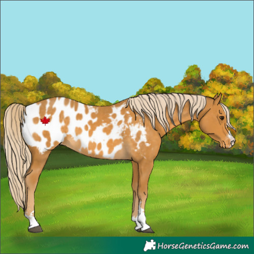 Horse Color:Palomino Appaloosa 
