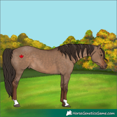 Horse Color:Liver Red Dun
