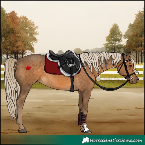 Horse Color:Chocolate Palomino