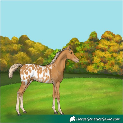 Horse Color:Palomino Blanket 