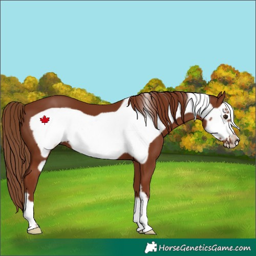 Horse Color:Chestnut Frame 