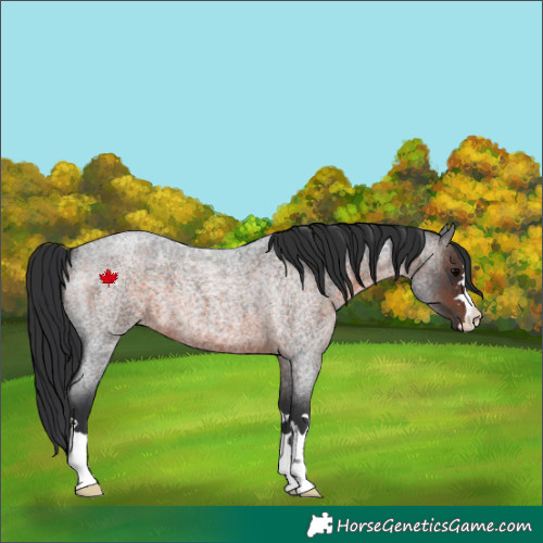 Horse Color:Brown Roan 
