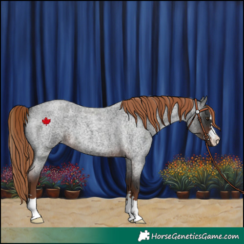 Horse Color:Liver Red Roan 