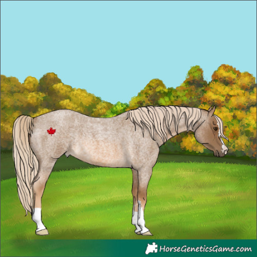 Horse Color:Chocolate Palomino Roan Rabicano 