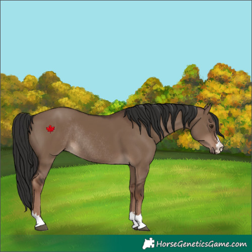 Horse Color:Liver Red Dun Rabicano 