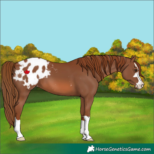 Horse Color:Chestnut Blanket 