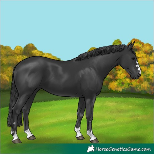 Horse Color:Black 