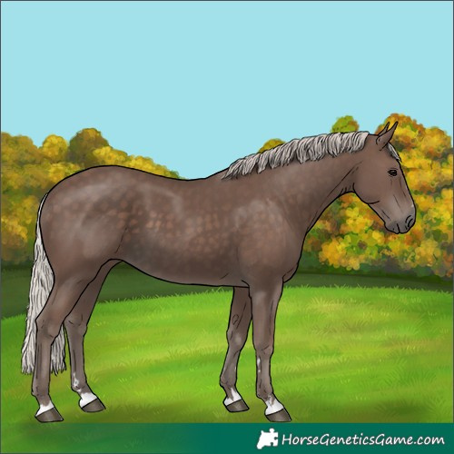 Horse Color:Silver Black