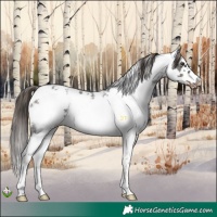 Horse Color:Liver Chestnut Sabino Frame Appaloosa 