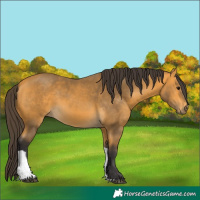 Horse Color:Buckskin Tobiano