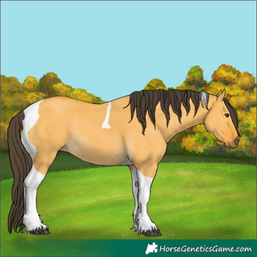 Horse Color:Buckskin Dun Tobiano Rabicano