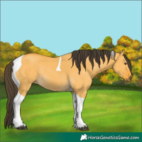 Horse Color:Buckskin Dun Tobiano Rabicano 