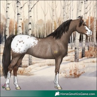 Horse Color:Liver Red Dun Appaloosa Rabicano 