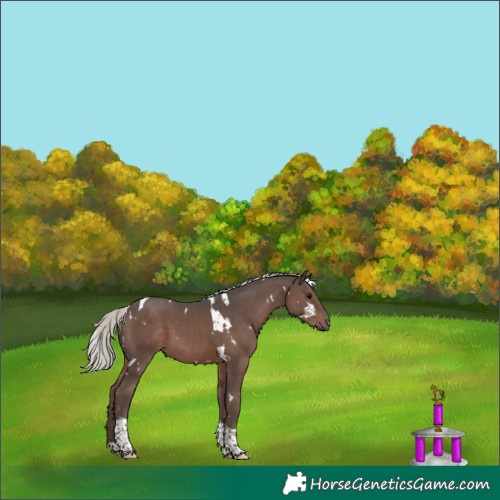 Horse Color:White Spotted Silver Black Tobiano 