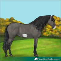 Horse Color:Unknown 