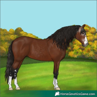 Horse Color:Gray Bay 
