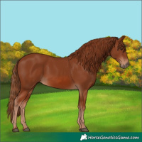Horse Color:Chestnut Rabicano