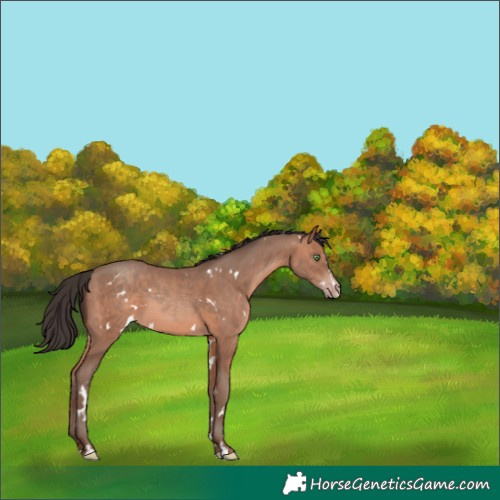 Horse Color:White Spotted Sable Champagne 