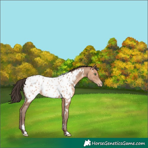 Horse Color:White Spotted Sable Champagne Appaloosa Rabicano 
