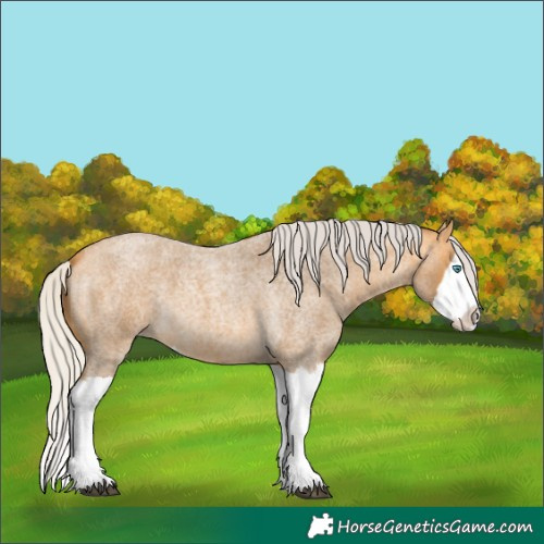 Horse Color:Silver Buckskin Roan Splash 