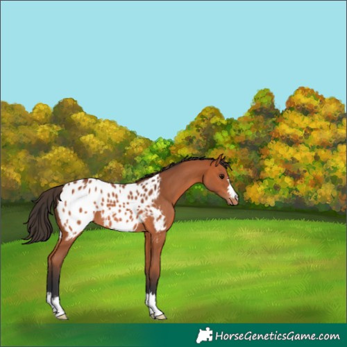 Horse Color:Bay Appaloosa