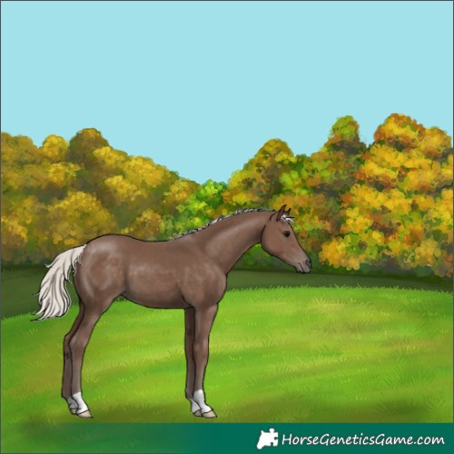 Horse Color:Silver Black