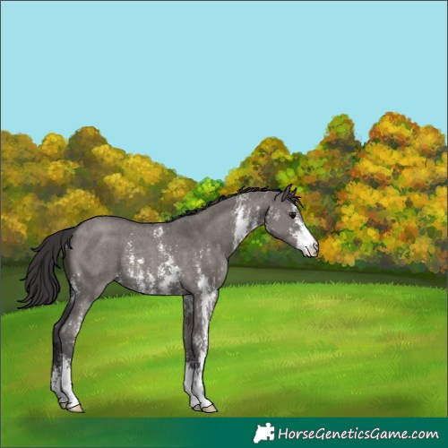 Horse Color:Smoky Grullo Sabino Rabicano