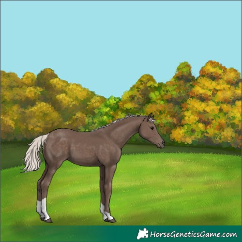 Horse Color:Silver Black Tobiano 