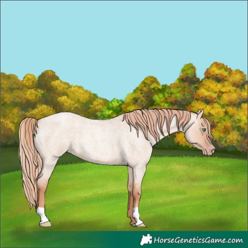 Horse Color:Gold Champagne Roan Dun 